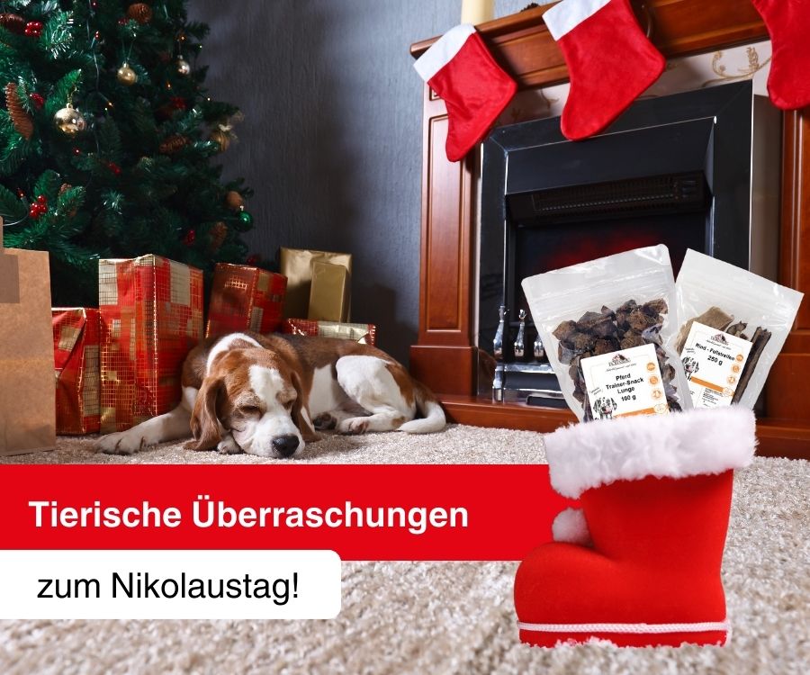 Leckere Überraschungen zum Nikolaus 🐶🎁